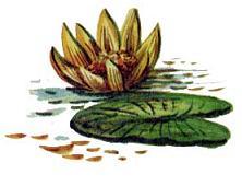 Сказки Бианки Виталий Валентинович -  Рыбий дом Рис. 36