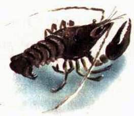 Сказки Бианки Виталий Валентинович - Где раки зимуют Рис. 8